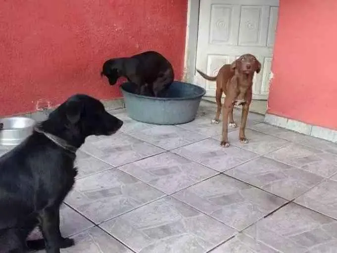 Cachorro ra a SRD  idade 2 anos nome Lessye, Loira e Duqu