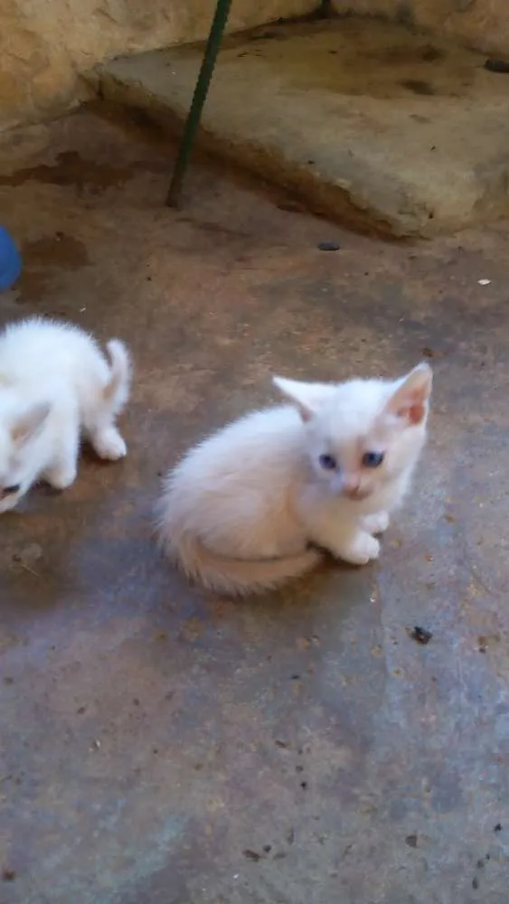 Gato ra a Vira lata idade Abaixo de 2 meses nome Não tem nome