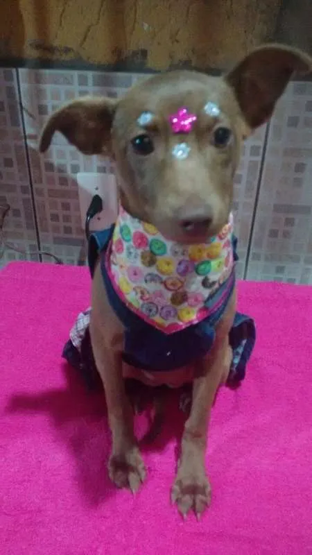 Cachorro ra a SRD idade 2 a 6 meses nome Lis