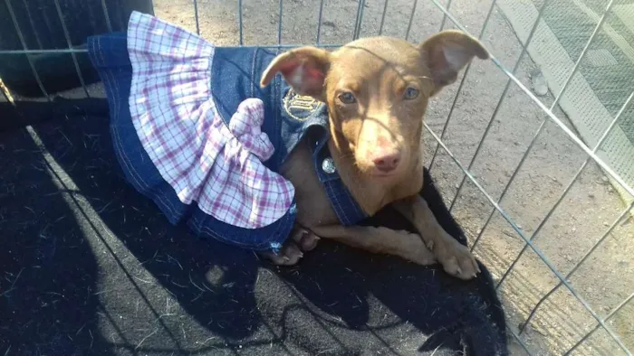 Cachorro ra a SRD idade 2 a 6 meses nome Lis