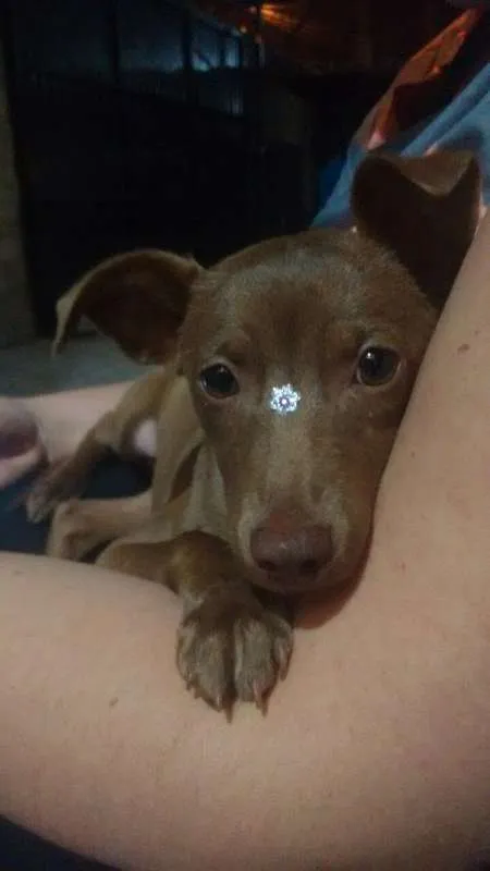 Cachorro ra a SRD idade 2 a 6 meses nome Lis