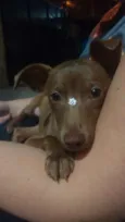 Lis