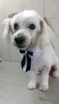 Toby