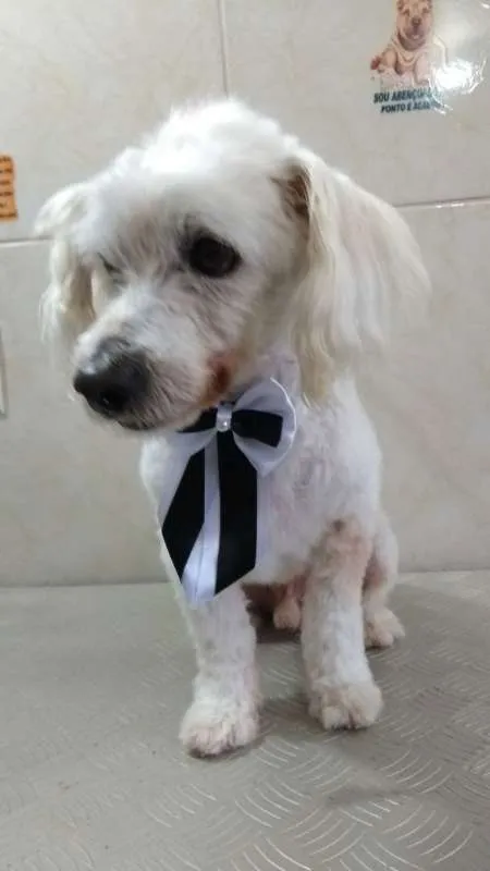 Cachorro ra a Poodle idade 6 ou mais anos nome Toby