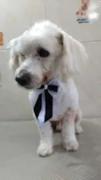 Toby