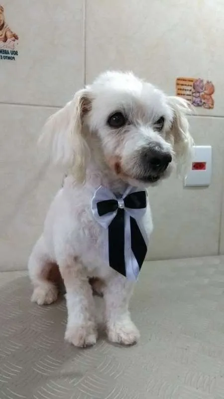 Cachorro ra a Poodle idade 6 ou mais anos nome Toby