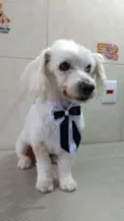Toby