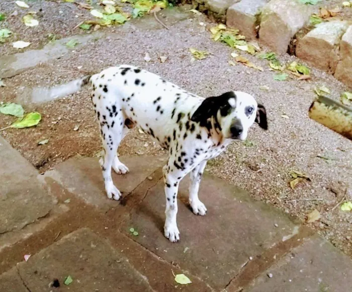 Cachorro ra a Dálmata idade 3 anos nome Sadan