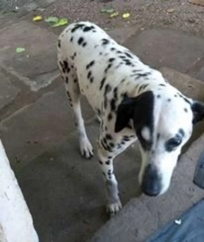 Cachorro ra a Dálmata idade 3 anos nome Sadan