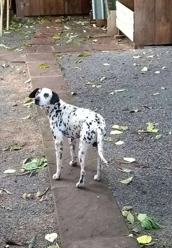 Cachorro ra a Dálmata idade 3 anos nome Sadan