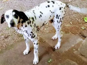 Cachorro raça Dálmata idade 3 anos nome Sadan