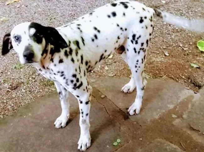 Cachorro ra a Dálmata idade 3 anos nome Sadan