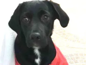 Cachorro raça Labrador / Ovelheiro idade 7 a 11 meses nome Stacy