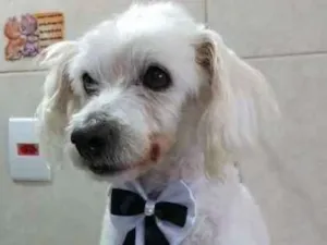 Cachorro raça Poodle idade 6 ou mais anos nome Toby