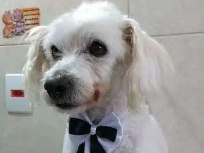 Cachorro ra a Poodle idade 6 ou mais anos nome Toby