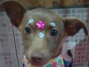 Cachorro raça SRD idade 2 a 6 meses nome Lis