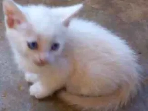 Gato raça Vira lata idade Abaixo de 2 meses nome Não tem nome