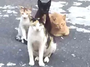 Gato raça Vira latas idade 2 a 6 meses nome Uma família