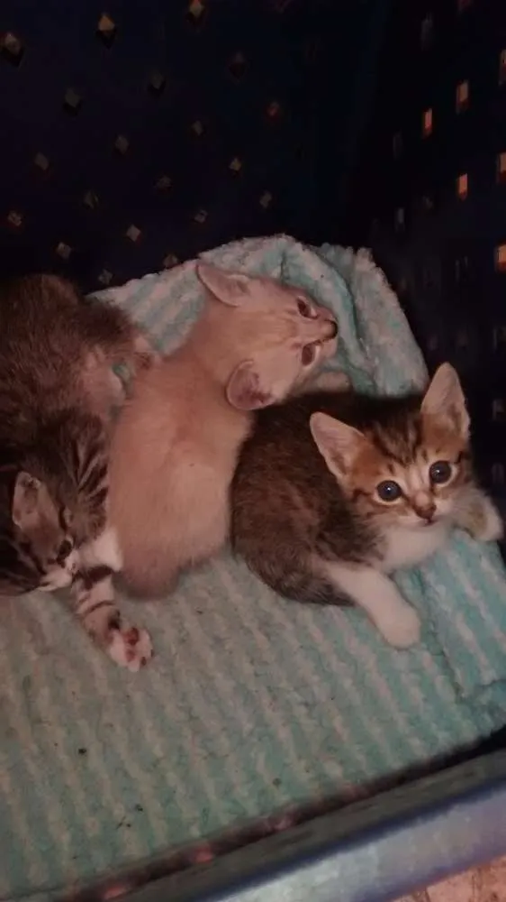 Gato ra a Misturado  idade 2 a 6 meses nome Não tem nome