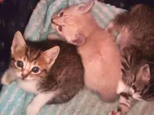 Gato raça Misturado  idade 2 a 6 meses nome Não tem nome
