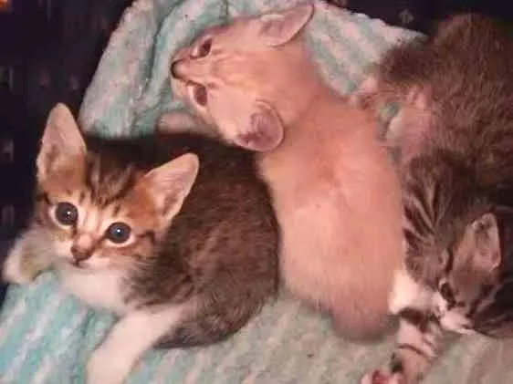 Gato ra a Misturado  idade 2 a 6 meses nome Não tem nome
