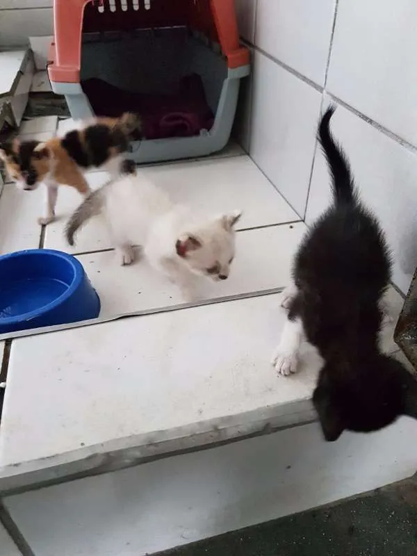 Gato ra a sem raça idade Abaixo de 2 meses nome sem nome