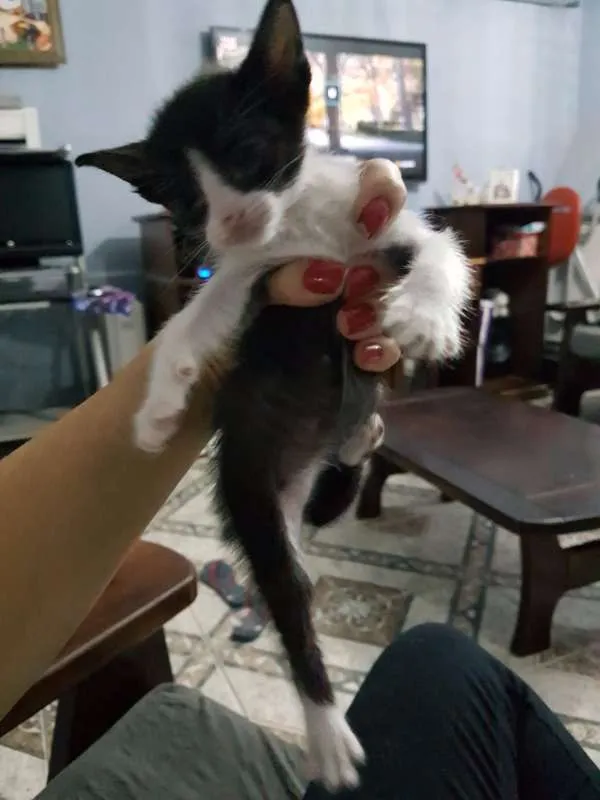 Gato ra a sem raça idade Abaixo de 2 meses nome sem nome