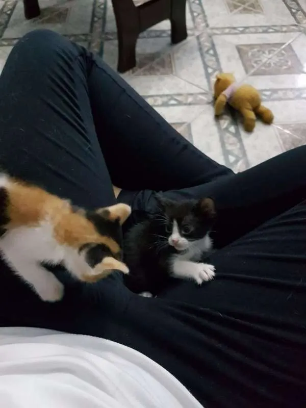 Gato ra a sem raça idade Abaixo de 2 meses nome sem nome