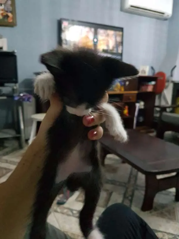 Gato ra a sem raça idade Abaixo de 2 meses nome sem nome
