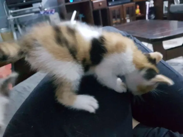 Gato ra a sem raça idade Abaixo de 2 meses nome sem nome