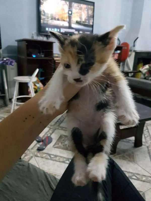 Gato ra a sem raça idade Abaixo de 2 meses nome sem nome