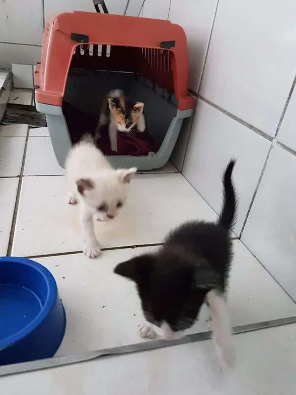 Gato ra a sem raça idade Abaixo de 2 meses nome sem nome