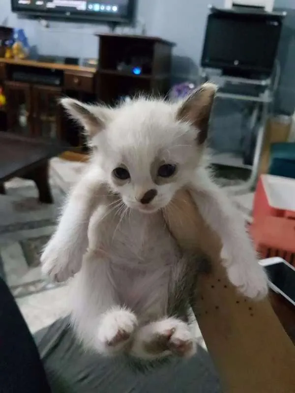 Gato ra a sem raça idade Abaixo de 2 meses nome sem nome