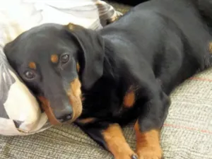 Cachorro raça SRD idade 7 a 11 meses nome Mel
