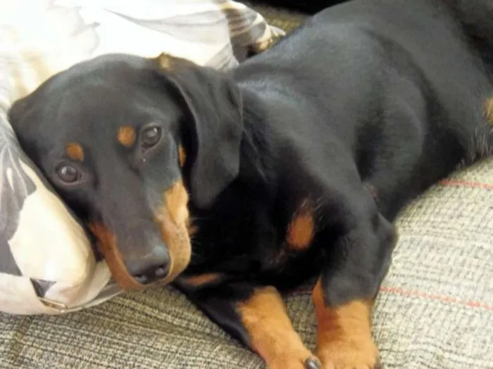 Cachorro ra a SRD idade 7 a 11 meses nome Mel