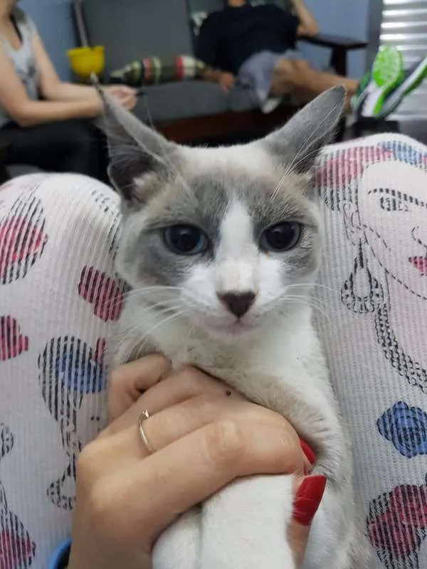 Gato ra a sem raça idade Abaixo de 2 meses nome gray