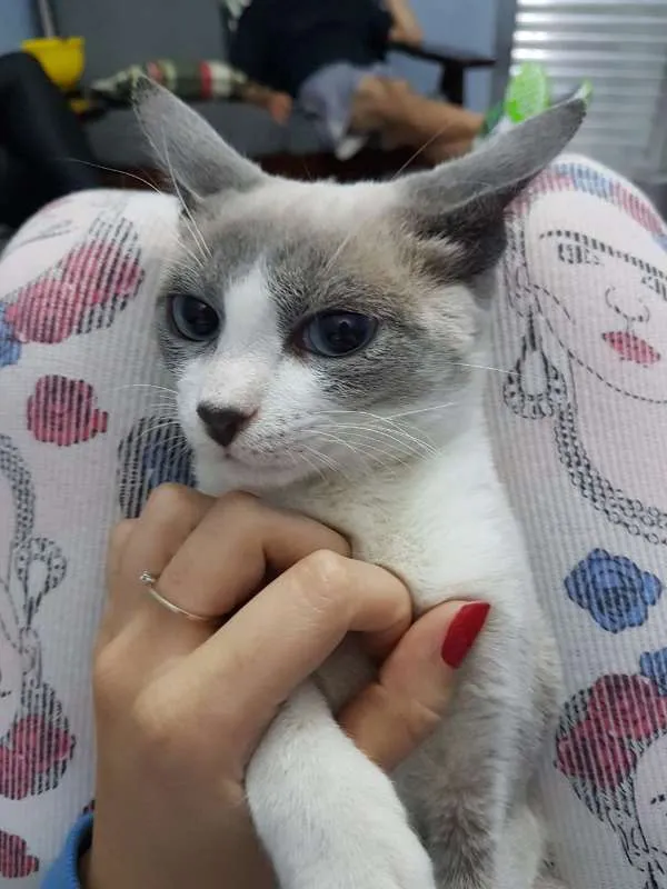 Gato ra a sem raça idade Abaixo de 2 meses nome gray