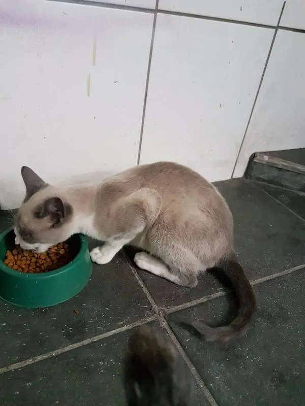 Gato ra a sem raça idade Abaixo de 2 meses nome gray