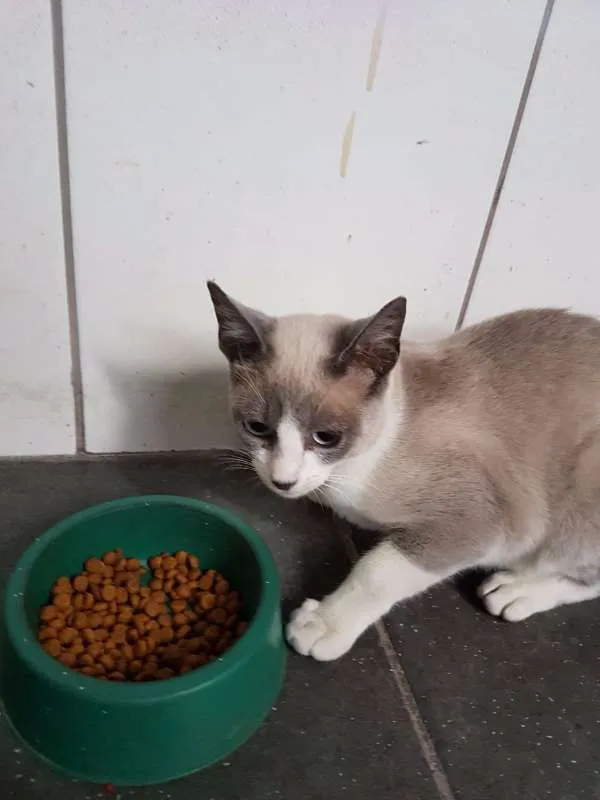 Gato ra a sem raça idade Abaixo de 2 meses nome gray