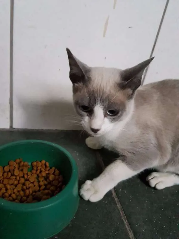Gato ra a sem raça idade Abaixo de 2 meses nome gray