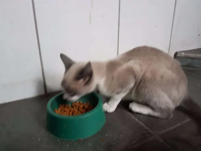 Gato ra a sem raça idade Abaixo de 2 meses nome gray