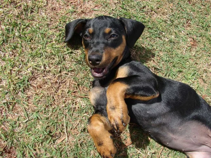 Cachorro ra a SRD idade 7 a 11 meses nome Mel