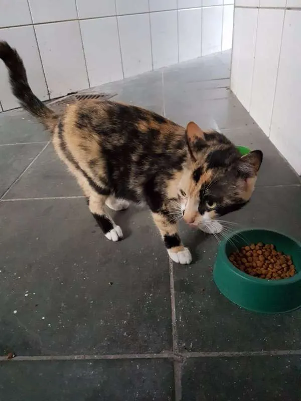 Gato ra a sem raça idade 2 a 6 meses nome sem nome