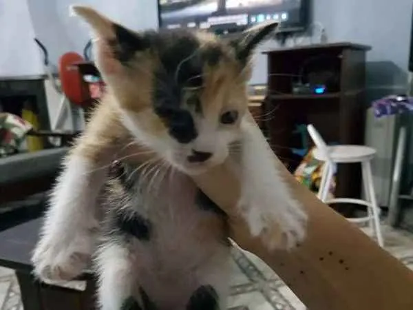 Gato ra a sem raça idade Abaixo de 2 meses nome sem nome