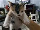 Gato raça sem raça idade Abaixo de 2 meses nome sem nome