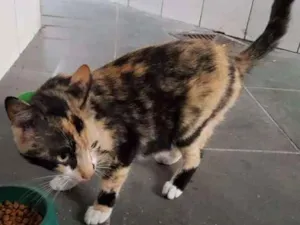 Gato raça sem raça idade 2 a 6 meses nome sem nome