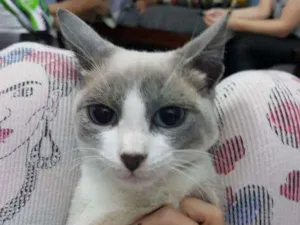 Gato raça sem raça idade Abaixo de 2 meses nome gray