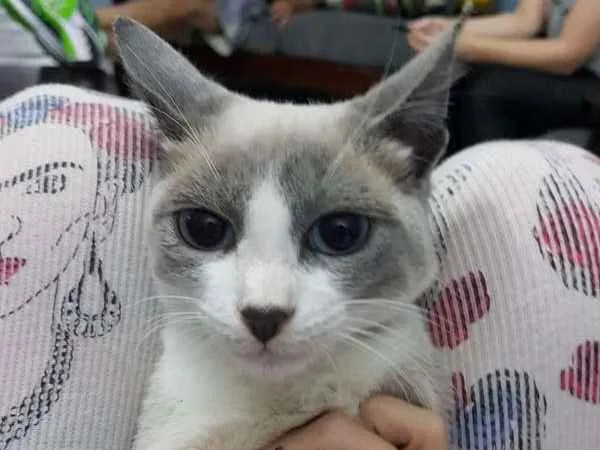 Gato ra a sem raça idade Abaixo de 2 meses nome gray