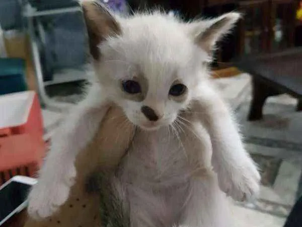 Gato ra a sem raça idade Abaixo de 2 meses nome sem nome