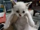 Gato raça sem raça idade Abaixo de 2 meses nome sem nome